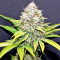 Xtreme Kush (Xtreme Seeds) Cannabis-Samen