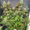 Amnesia Lemon Kush (Original Sensible Seeds) Cannabis-Samen