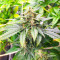 Dozy Doz feminisierte Samen (AlphaFem Seeds)