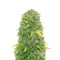 Fast & Vast Auto (Heavyweight Seeds) Cannabis-Samen