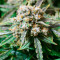 Fruit Punch Auto feminisiertes Saatgut (Heavyweight Seeds)