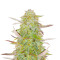 Grandmommy Purple Auto-Samen (Herbies Seeds)