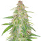 Mandarin Thuggee feminisierte Samen (AlphaFem Seeds)