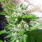 Medi Bomb 1 (Bomb Seeds) Cannabis-Samen