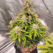 Papaya Cookies Auto feminisierte Samen (Fast Buds)