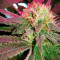 Purple Haze 1 (Positronics Seeds) Cannabis-Samen