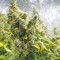 Purple Haze 1 (Positronics Seeds) Cannabis-Samen