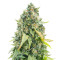 Purple Haze 1 (Positronics Seeds) Cannabis-Samen