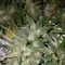 West Coast O.G. Auto (Fast Buds) Cannabis-Samen zu verkaufen