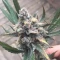 Eleven Roses (Delicious Seeds) Cannabis-Samen zu verkaufen