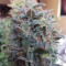 Sugar Gom Auto Cannabis-Samen Kaufen