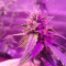 Auto Nefertiti Cannabis-Samen Kaufen