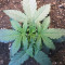 Wedding Cake Auto (Barney's Farm) Cannabis-Samen zu verkaufen