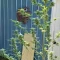 Kaufe Grandmommy Purple Samen feminisiert von Herbies Seeds