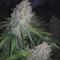 Grandaddy Purple (BlimBurn Seeds) Cannabis-Samen zu verkaufen