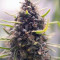 Hawaiian Snow (GHS) Cannabis-Samen zu verkaufen