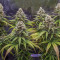 Northern Light (RQS) Cannabis-Samen zu verkaufen