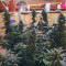 Lemon AK Auto Cannabis-Samen Kaufen