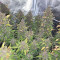 Original Auto OG Kush (Fast Buds) Cannabis-Samen zu verkaufen