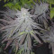 Royal Medic CBD (RQS) Cannabis-Samen zu verkaufen