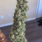 Afghani #1 Cannabis-Samen Kaufen