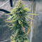Green Crack (Garden of Green) Cannabis-Samen zu verkaufen