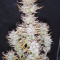 Blueberry Cookies Auto Cannabis-Samen Kaufen