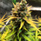 Bruce Banner Auto Cannabis-Samen Kaufen