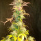 Amnesia Haze Cannabis-Samen Kaufen