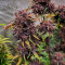 Black Cream Auto Cannabis-Samen Kaufen