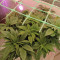 Kaufe Grandmommy Purple Samen feminisiert von Herbies Seeds