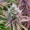 GH Cheese Cannabis-Samen Kaufen