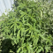 Mimosa EVO (Barney's Farm) Cannabis-Samen zu verkaufen