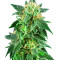 Snow Ryder Automatic (White Label) Cannabis-Samen