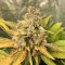 Sour Z strain