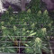 Afghan Skunk (Advanced Seeds) Cannabis-Samen