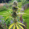 Amnesia Mac Ganja (Kera Seeds) Cannabis-Samen