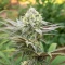 Bay Haze feminisierte Samen (Delicious Seeds)