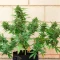 California Special (K.C. Brains Seeds)