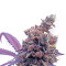 Crystal Gelato (Big Head Seeds)
