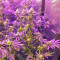 Grandaddy Purple (Big Head Seeds) Cannabis-Samen