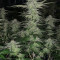 Grandaddy Purple (Big Head Seeds) Cannabis-Samen