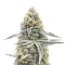 Lemon Jack Autoflower feminisierte Samen (Seedkeepers)