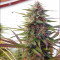 Malawi (Ace Seeds) Cannabis-Samen