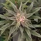 Mango Cherry Runtz Auto (Fast Buds)