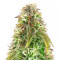 Northern Lights Auto feminisierte Samen (Herbies Seeds)
