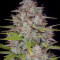 Orange Sherbet Auto feminisierte Samen (Fast Buds)
