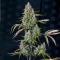 Sour Bubbly Auto feminisierte Samen (Mephisto Genetics)