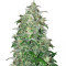 THC Bomb Auto (Bomb Seeds) Cannabis-Samen