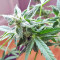 White Widow (Seedstockers) Cannabis-Samen